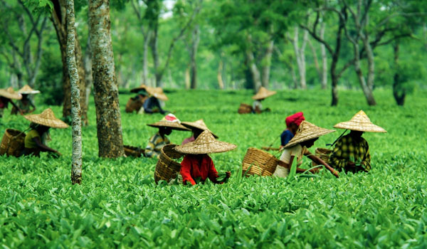 Assam State